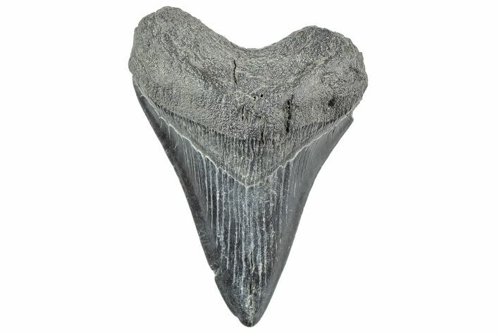 Fossil Megalodon Tooth - South Carolina #236330